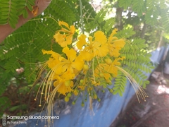 Caesalpinia pulcherrima flava
