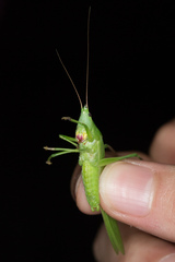 Neoconocephalus ensiger