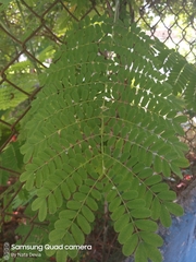Caesalpinia pulcherrima flava