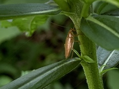Ectobius pallidus