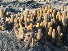 Brachycereus nesioticus