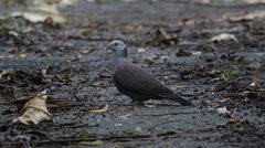 Nilgiri Wood Pigeon photo 3
