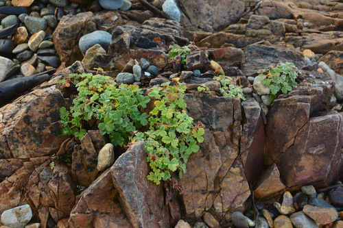 Image of Potentilla villosa by no rights reserved