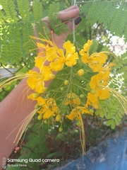 Caesalpinia pulcherrima flava