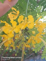 Caesalpinia pulcherrima flava
