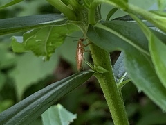 Ectobius pallidus