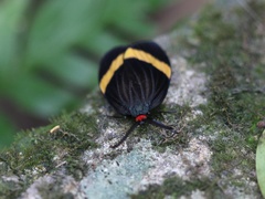 Pidorus