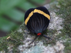 Pidorus