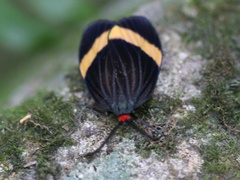 Pidorus