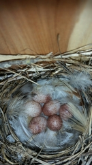 Troglodytes aedon parkmanii