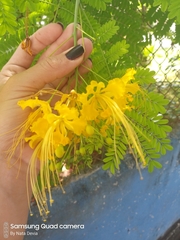 Caesalpinia pulcherrima flava