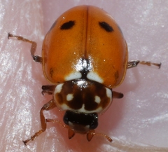 Hippodamia variegata doubledeayi