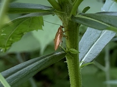 Ectobius pallidus