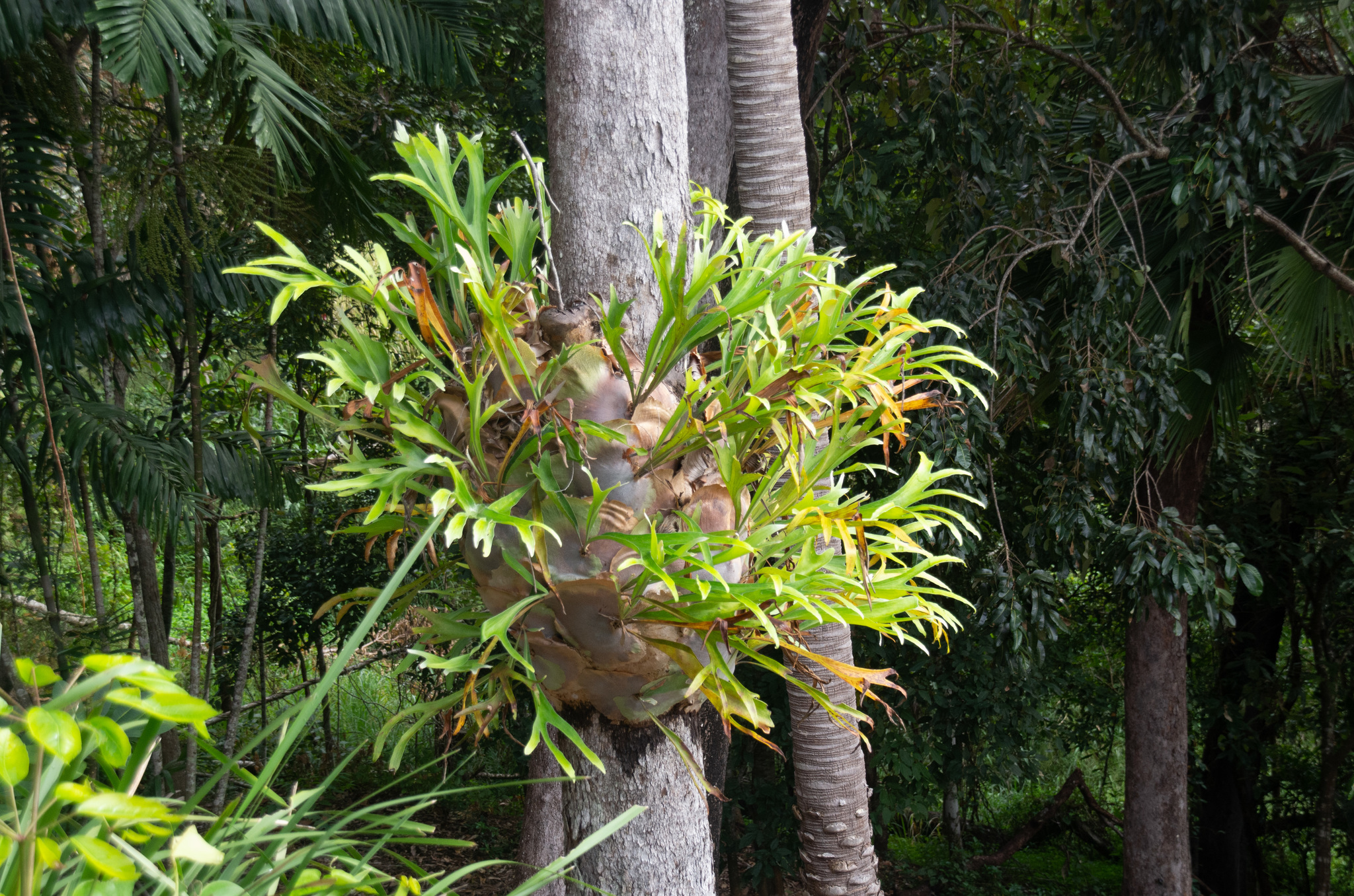 Platycerium bifurcatum