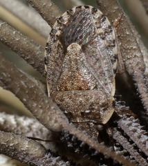 Sciocorini