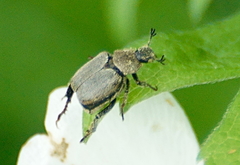 Hoplia modesta