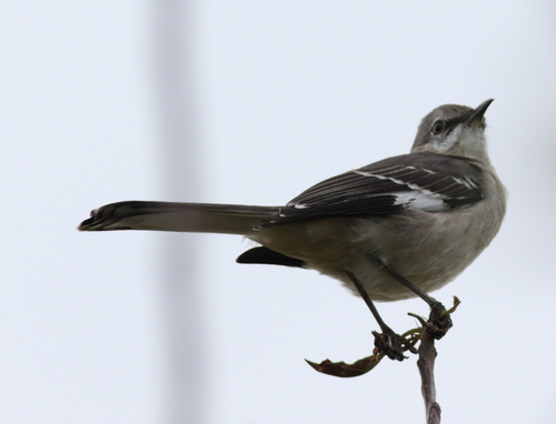Sinsonte norteño (Mimus polyglottos)