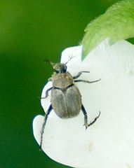 Hoplia modesta