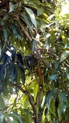 Mangifera indica