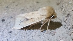 Zosteropoda