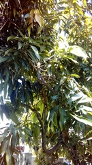 Mangifera indica