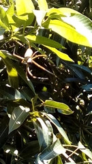 Mangifera indica