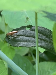 Ectobius pallidus