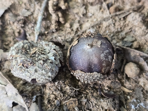 Image of Quercus lyrata by no rights reserved