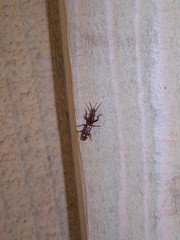 Arrhenodes minutus
