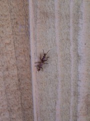 Arrhenodes minutus