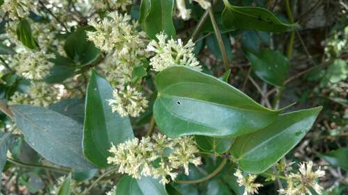 Mikania glomerata, photograph 1