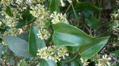 Mikania glomerata, photograph (c) Marcelo Venturi, some rights reserved (CC BY-SA)