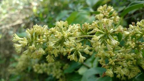 Mikania glomerata, photograph 2
