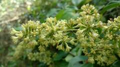Mikania glomerata, photograph (c) Marcelo Venturi, some rights reserved (CC BY-SA)