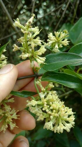 Mikania glomerata, photograph 3