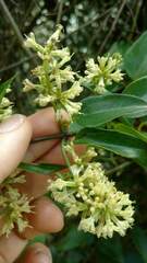 Mikania glomerata, photograph (c) Marcelo Venturi, some rights reserved (CC BY-SA)