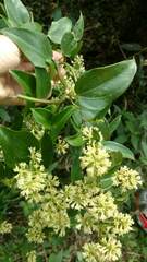 Mikania glomerata, photograph (c) Marcelo Venturi, some rights reserved (CC BY-SA)