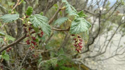 Ribes andicola (Ribes andicola)
