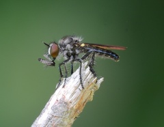 Holopogon phaeonotus