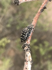 Acmaeodera delumbis