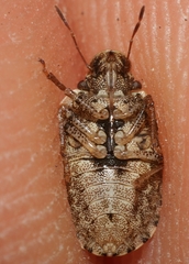 Sciocorini