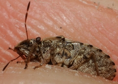 Sciocorini
