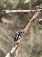 Acmaeodera delumbis