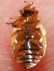 Hippodamia variegata doubledeayi