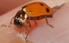 Hippodamia variegata doubledeayi