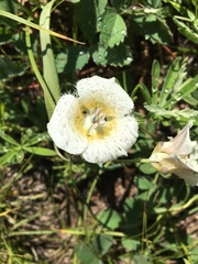 Calochortus subalpinus