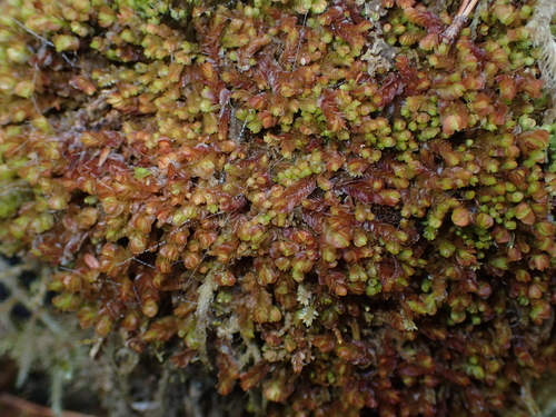 Image of Mylia taylorii by no rights reserved