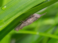Catantopini
