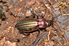 Carabus lineatus lateralis