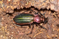 Carabus lineatus lateralis